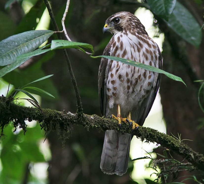 Broad-winged Hawk - Lars Petersson | My World of Bird Photography