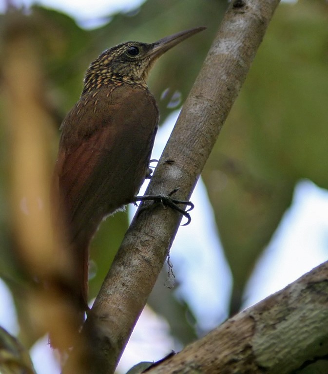 Cocoa Woodcreeper - Lars Petersson | My World of Bird Photography