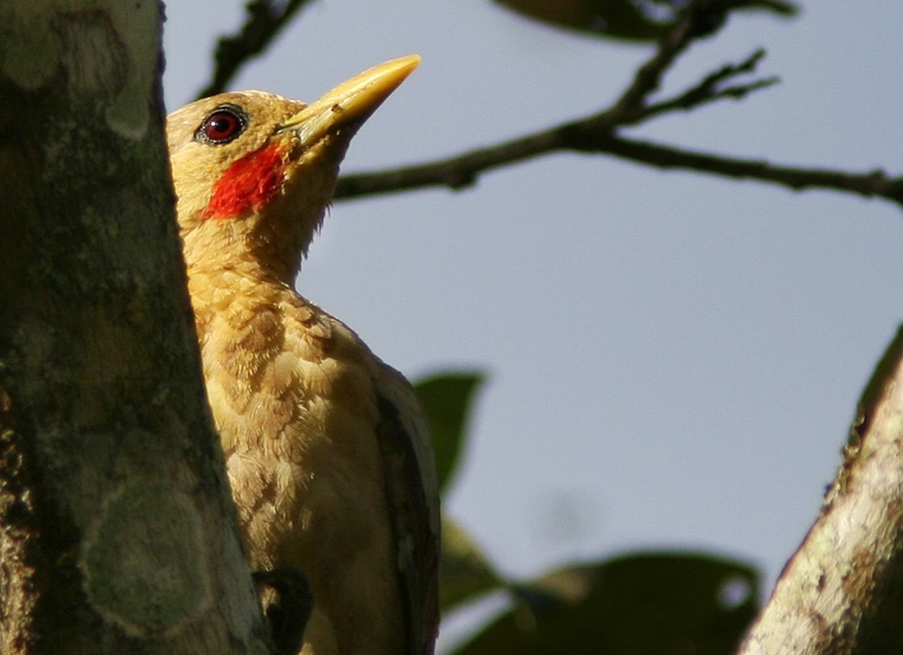 Cream-colored Woodpecker - Lars Petersson | My World of Bird Photography