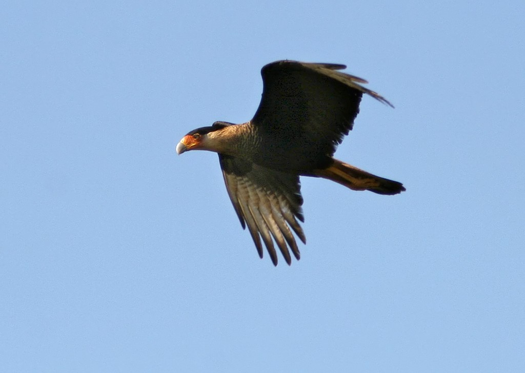 Crested Caracara (Northern) - Lars Petersson | My World of Bird Photography