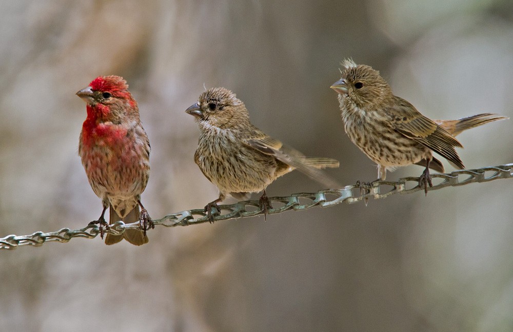 House Finch - Lars Petersson | My World of Bird Photography