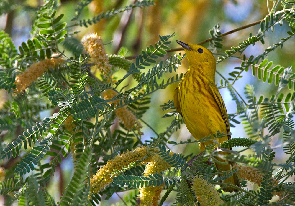 Yellow Warbler - Lars Petersson | My World of Bird Photography