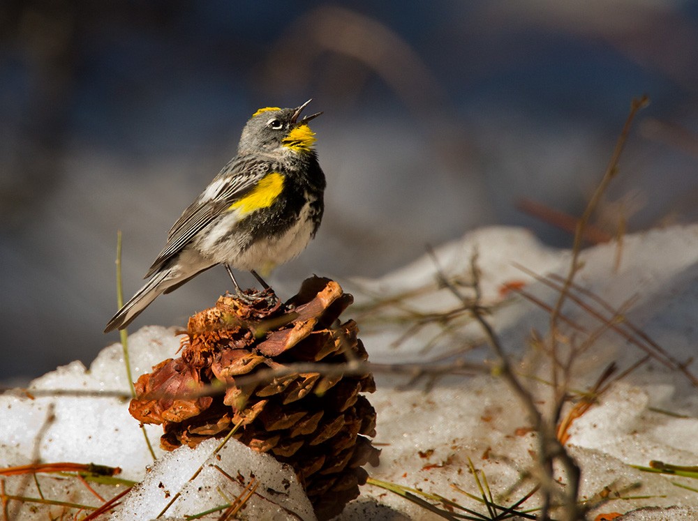 Yellow-rumped Warbler (Audubon's) - Lars Petersson | My World of Bird Photography