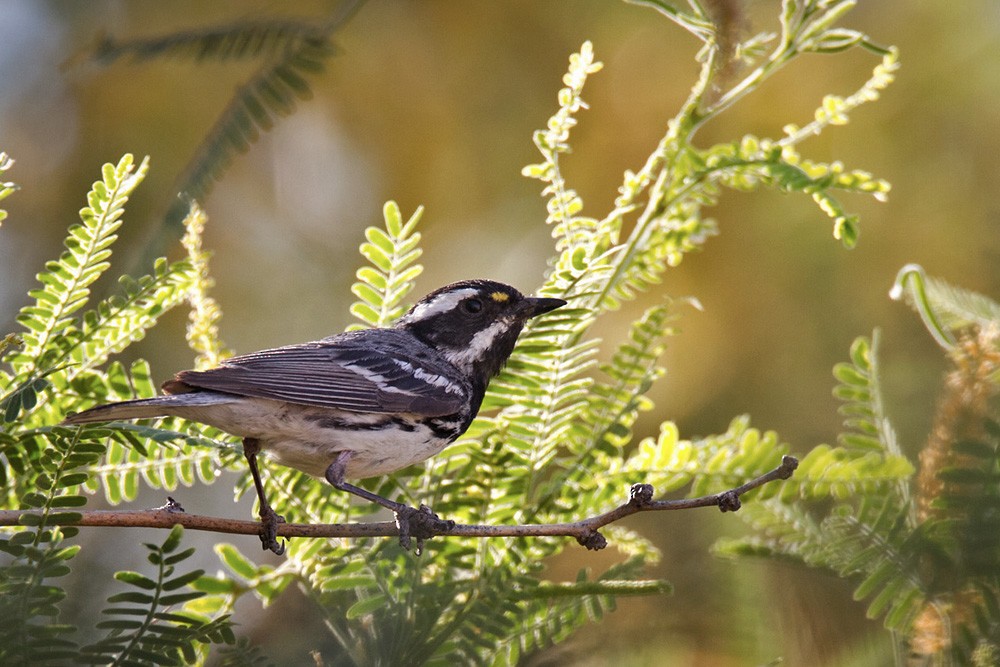 Black-throated Gray Warbler - Lars Petersson | My World of Bird Photography