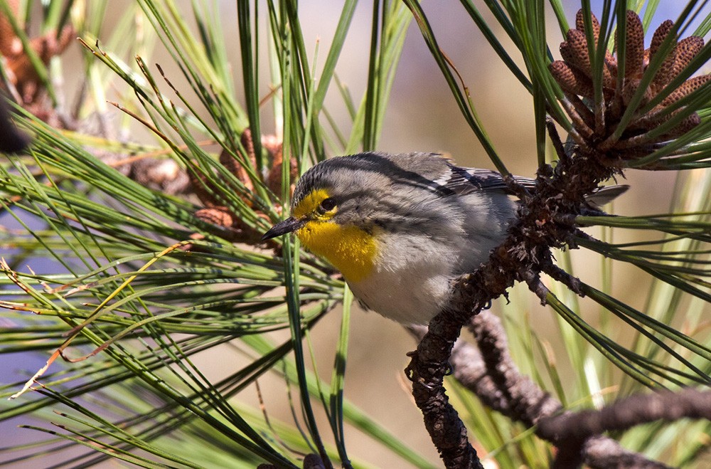 Grace's Warbler - Lars Petersson | My World of Bird Photography