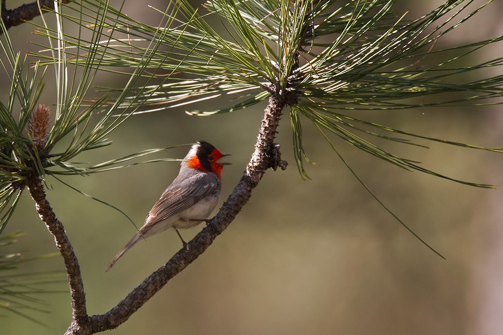 Red-faced Warbler - Lars Petersson | My World of Bird Photography
