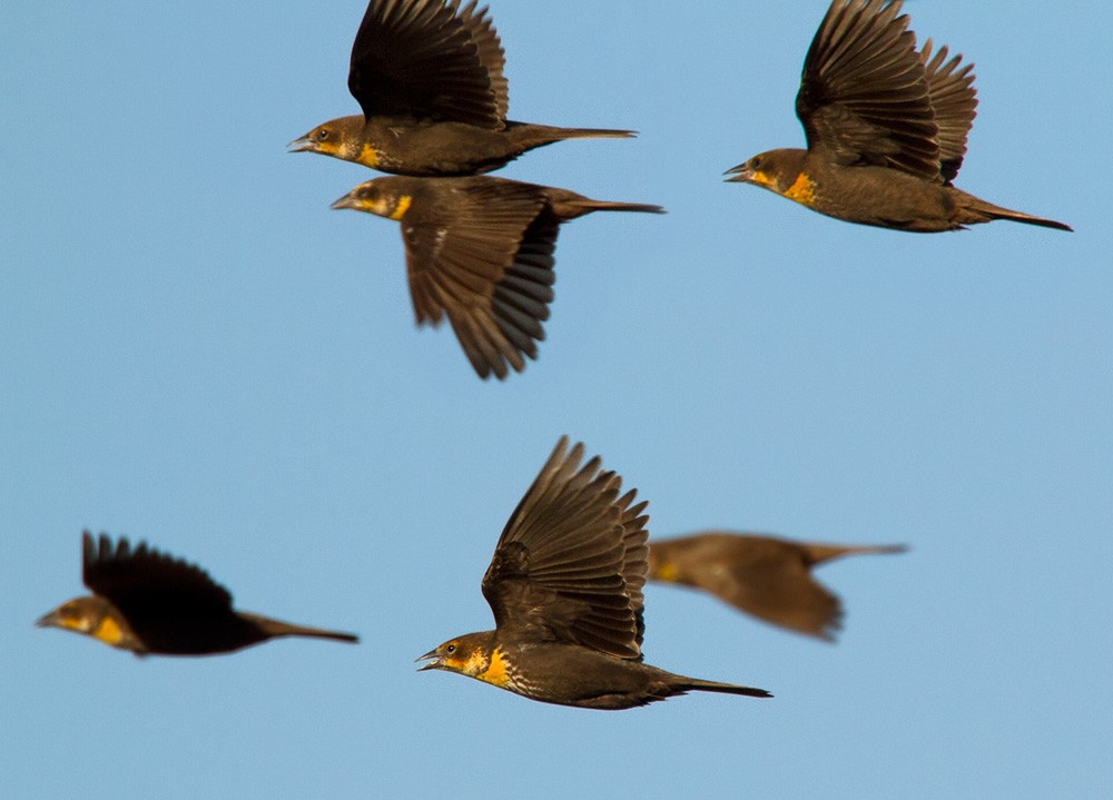 Yellow-headed Blackbird - Lars Petersson | My World of Bird Photography