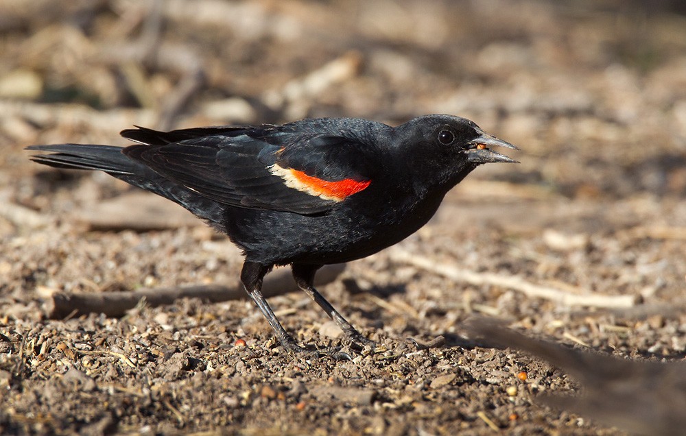 Red-winged Blackbird - Lars Petersson | My World of Bird Photography