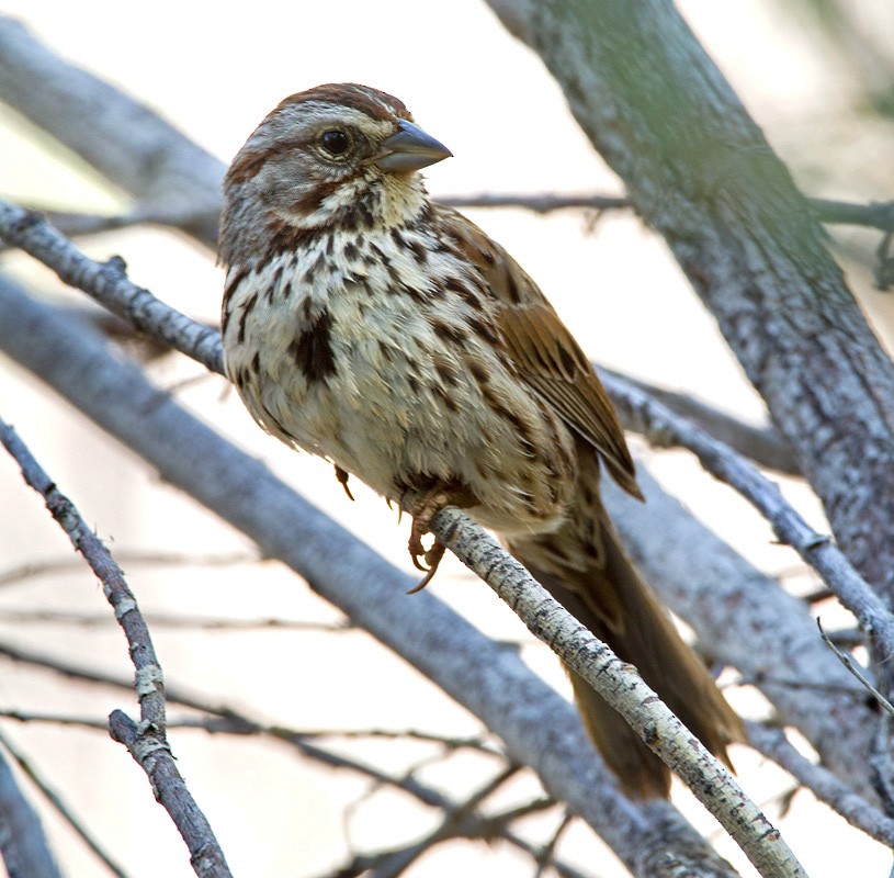 Song Sparrow - Lars Petersson | My World of Bird Photography