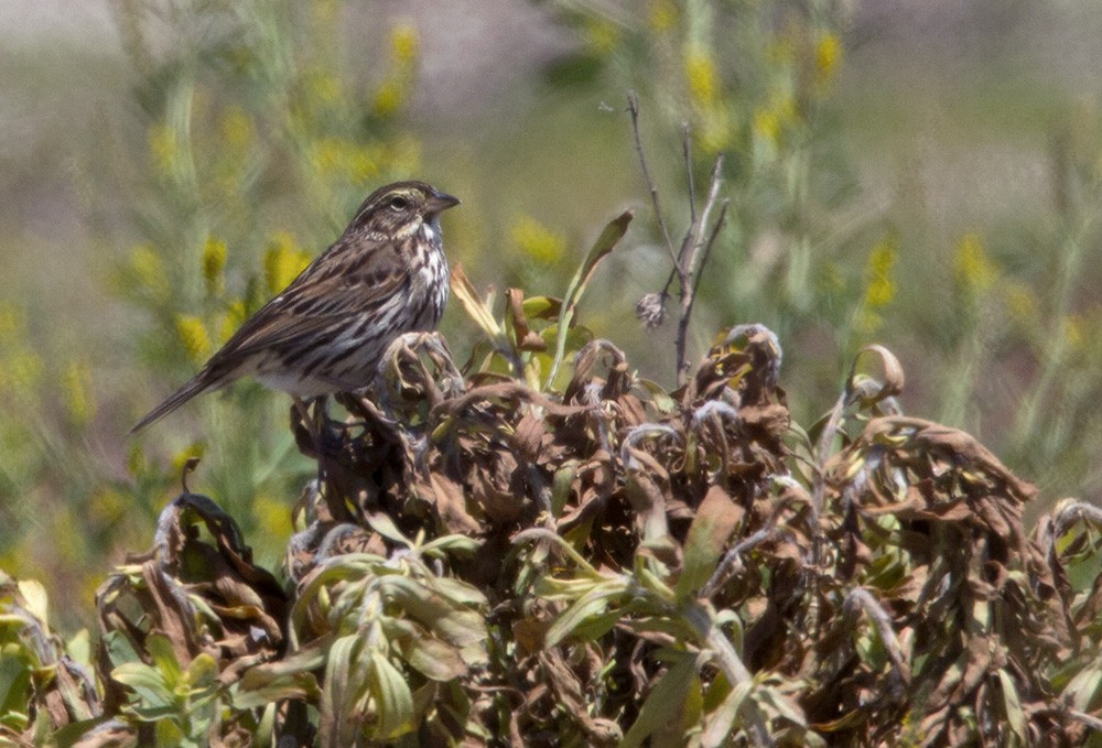 Savannah Sparrow (Belding's) - Lars Petersson | My World of Bird Photography