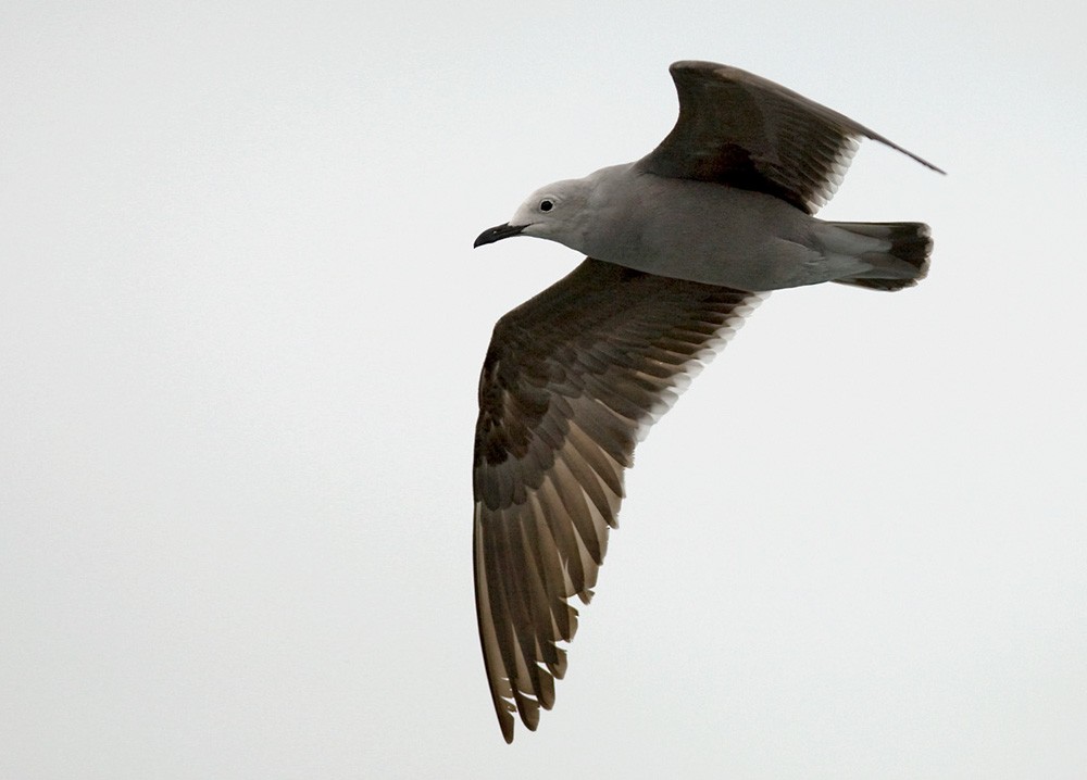 Gray Gull - Lars Petersson | My World of Bird Photography