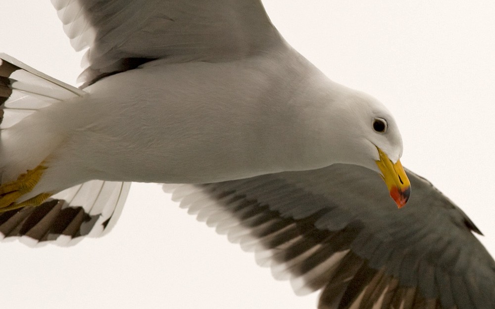 Belcher's Gull - Lars Petersson | My World of Bird Photography