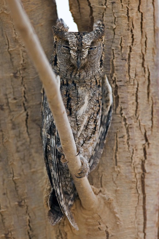 Eurasian Scops-Owl - Lars Petersson | My World of Bird Photography