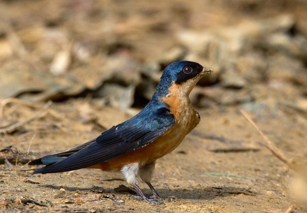 Rufous-chested Swallow - Lars Petersson | My World of Bird Photography