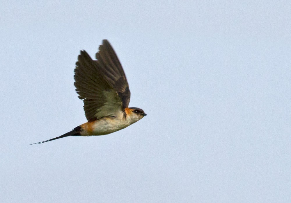 Red-rumped Swallow (West African) - Lars Petersson | My World of Bird Photography