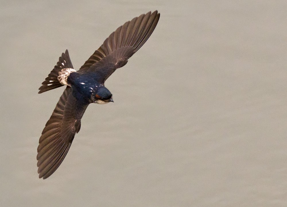 Preuss's Swallow - Lars Petersson | My World of Bird Photography