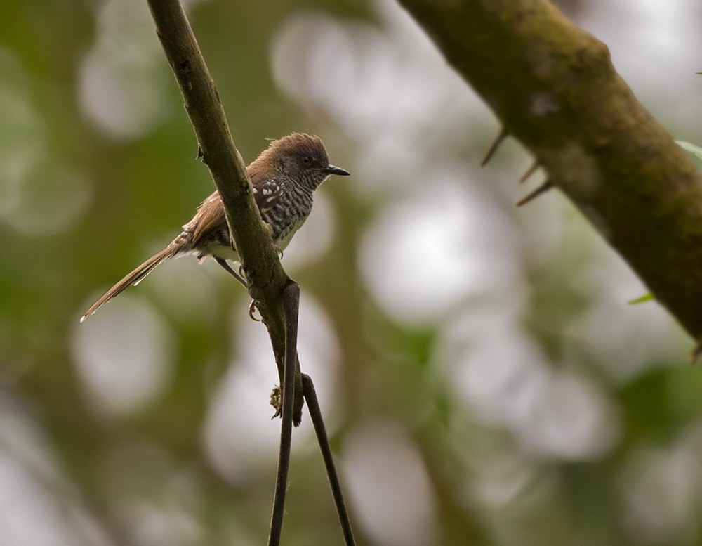 Banded Prinia (Banded) - Lars Petersson | My World of Bird Photography