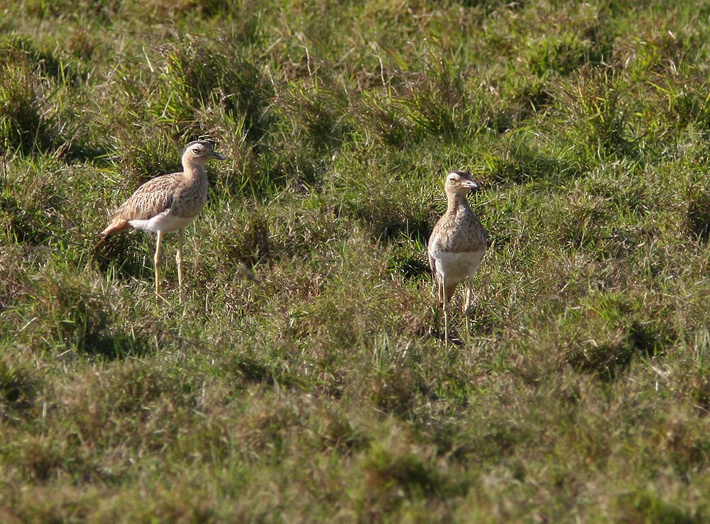 Double-striped Thick-knee - ML206028541