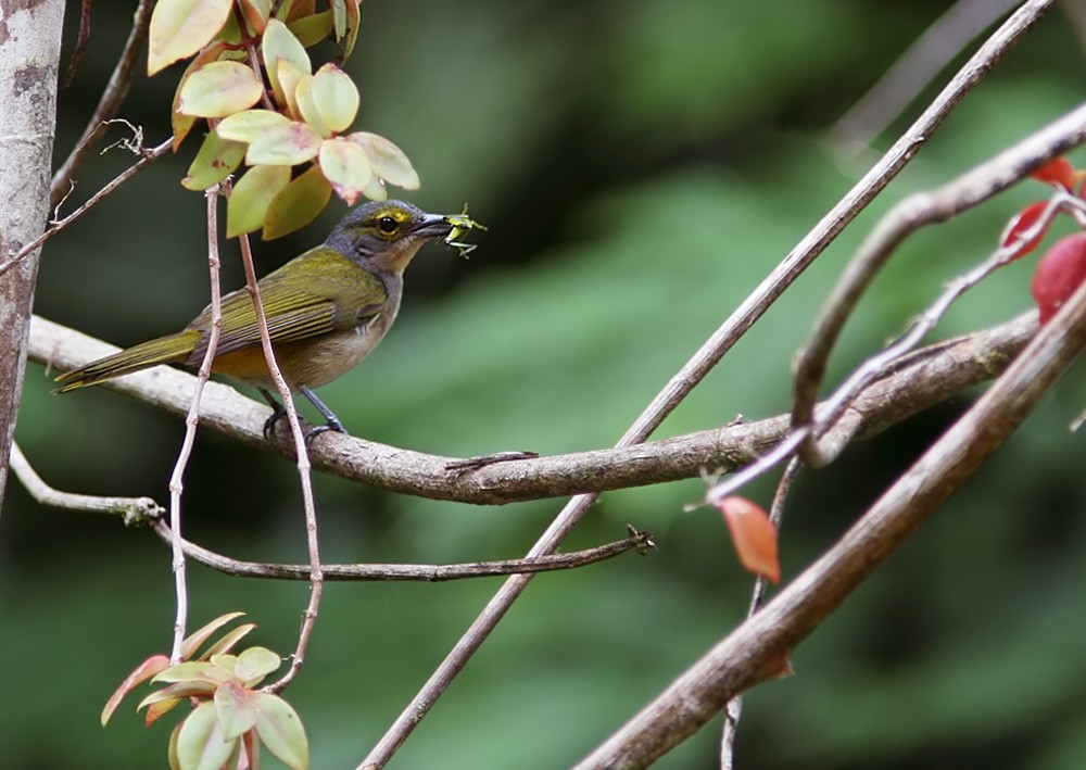 Fulvous-crested Tanager - ML206028581