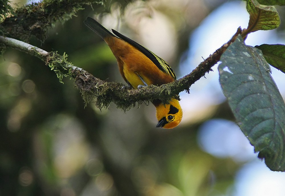 Golden Tanager (arthus) - Lars Petersson | My World of Bird Photography