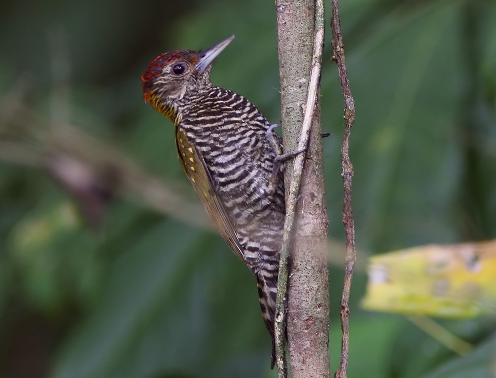Golden-collared Woodpecker - ML206028601