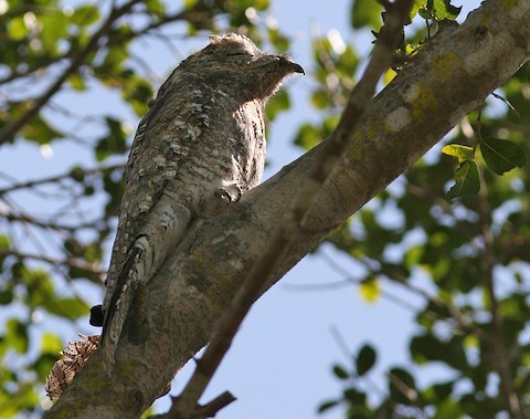 Photos Great Potoo Nyctibius Grandis Birds Of The World