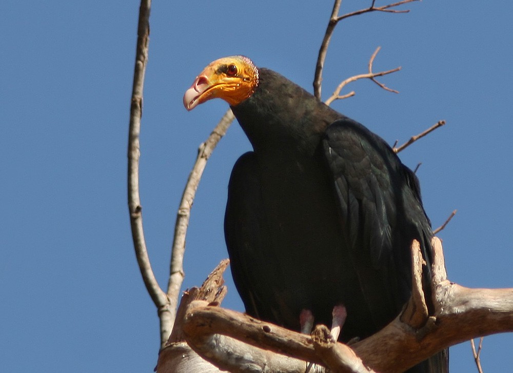 Greater Yellow-headed Vulture - ML206028691
