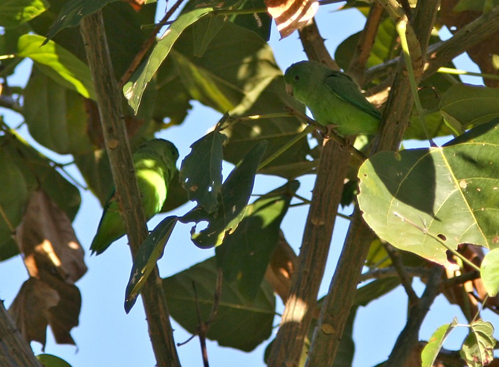 Зелёный воробьиный попугайчик - ML206028731
