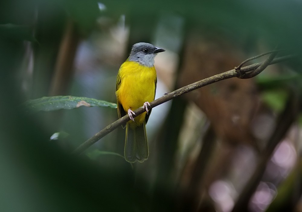 Gray-headed Tanager (Gray-headed) - Lars Petersson | My World of Bird Photography