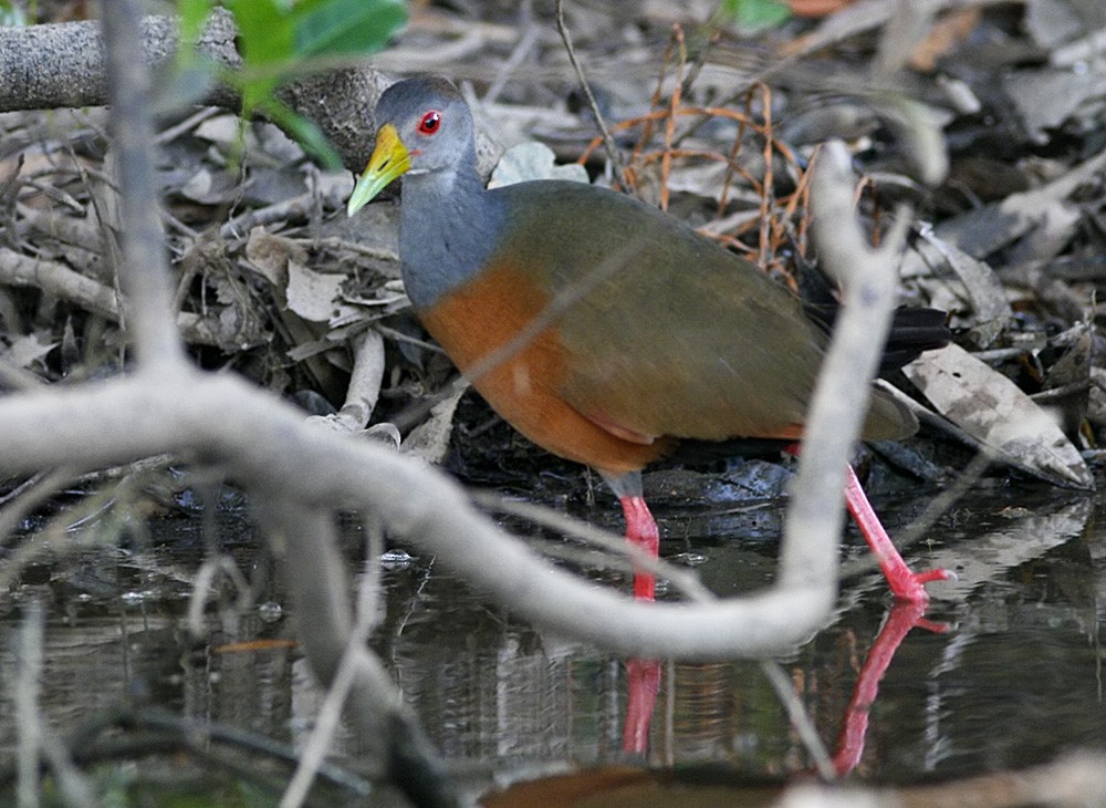 Gray-cowled Wood-Rail - Lars Petersson | My World of Bird Photography