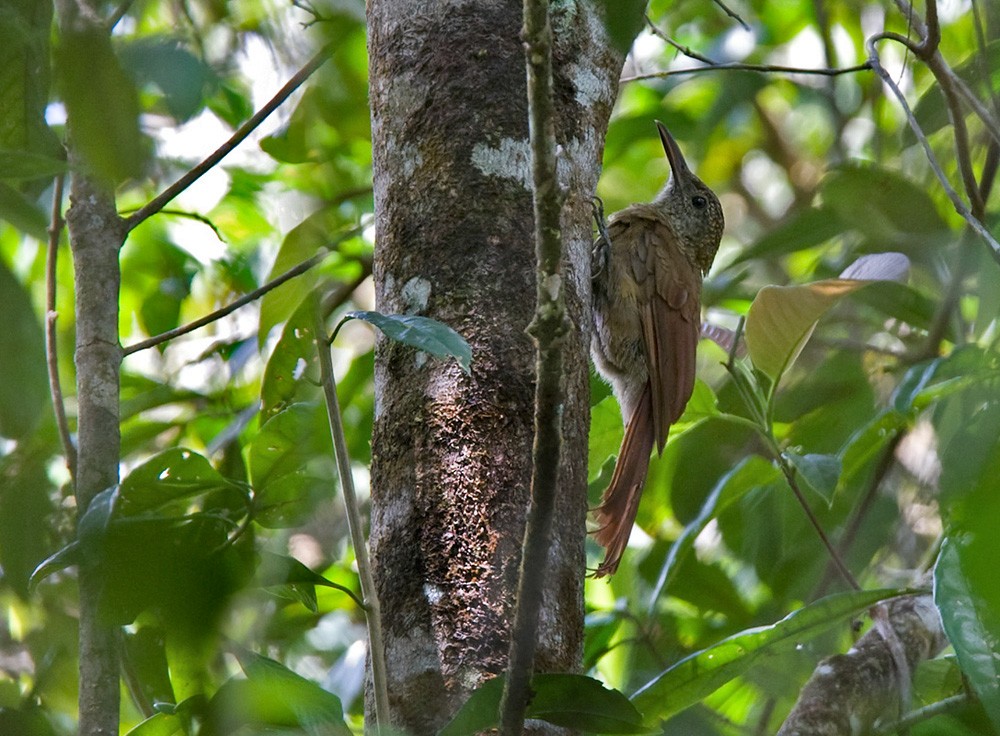 Amazonian Barred-Woodcreeper (Todd's) - Lars Petersson | My World of Bird Photography