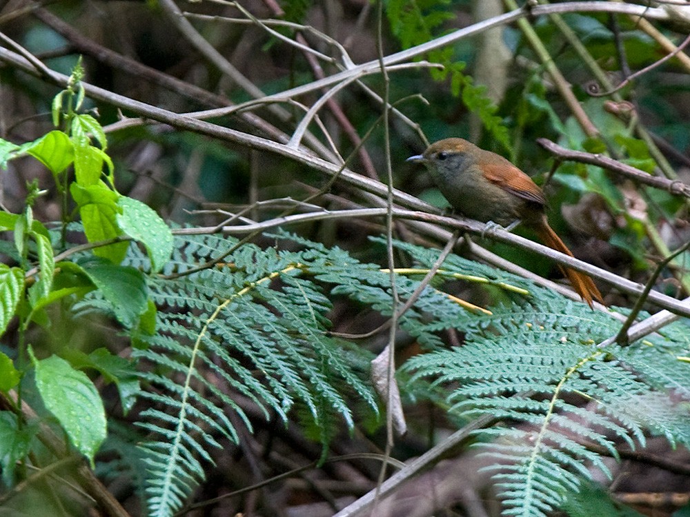 Bahia Spinetail - Lars Petersson | My World of Bird Photography