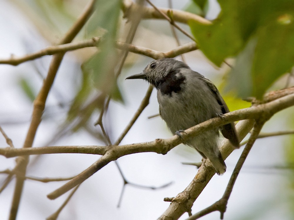Band-tailed Antwren - Lars Petersson | My World of Bird Photography