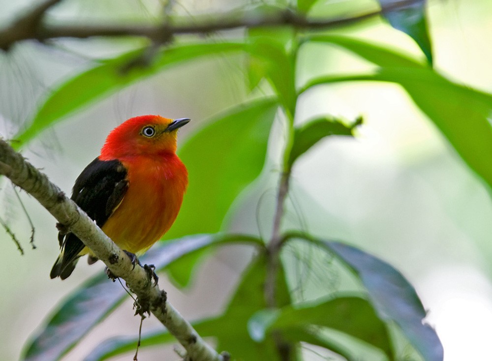 Band-tailed Manakin - Lars Petersson | My World of Bird Photography