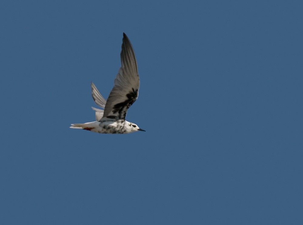White-winged Tern - ML206029241