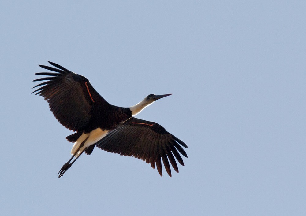 African Woolly-necked Stork - ML206029261