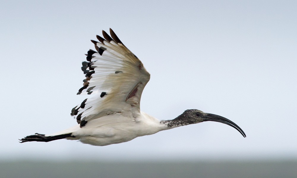 African Sacred Ibis - Lars Petersson | My World of Bird Photography