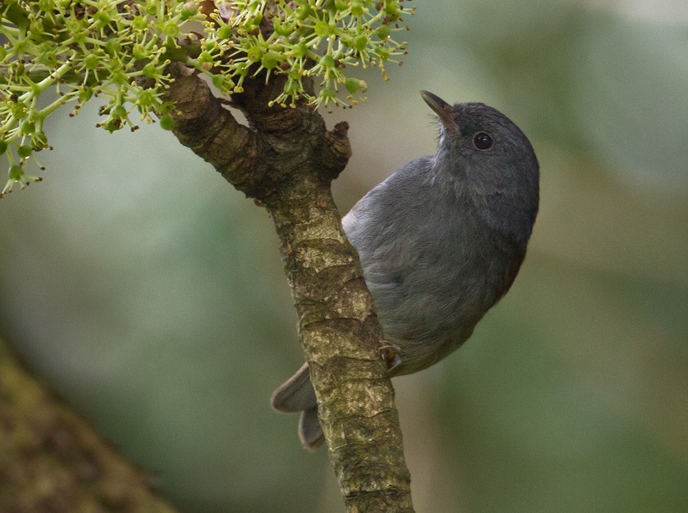 African Hill Babbler (Mt. Cameroon) - Lars Petersson