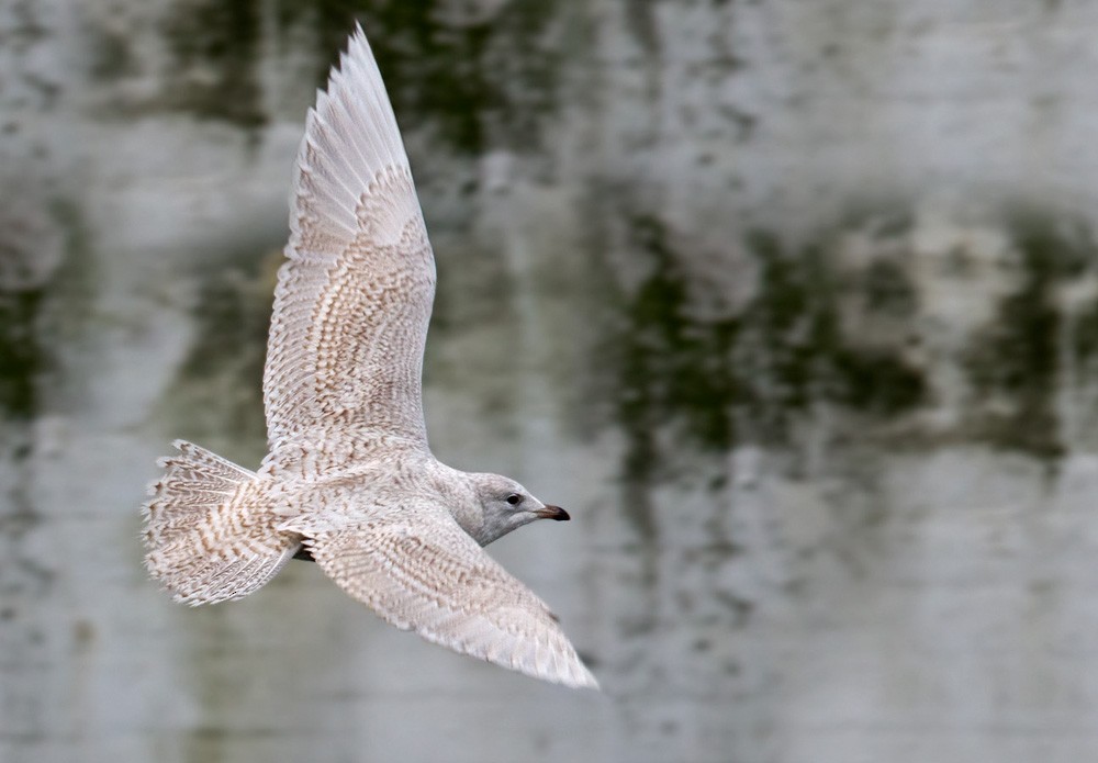 Iceland Gull (glaucoides) - Lars Petersson | My World of Bird Photography