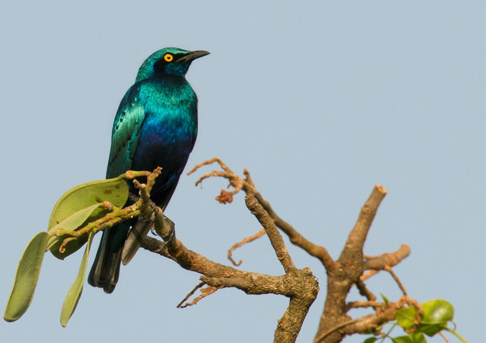 Bronze-tailed Starling - ML206029501