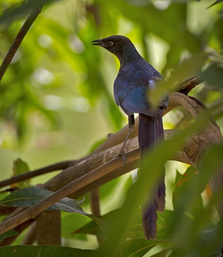 Long-tailed Glossy Starling - ML206029521