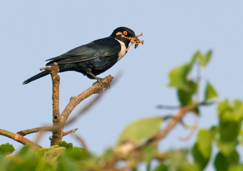 White-collared Starling - ML206029541