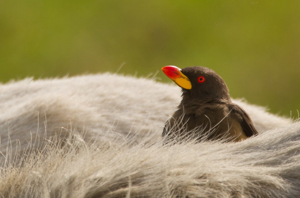 Yellow-billed Oxpecker - Lars Petersson | My World of Bird Photography