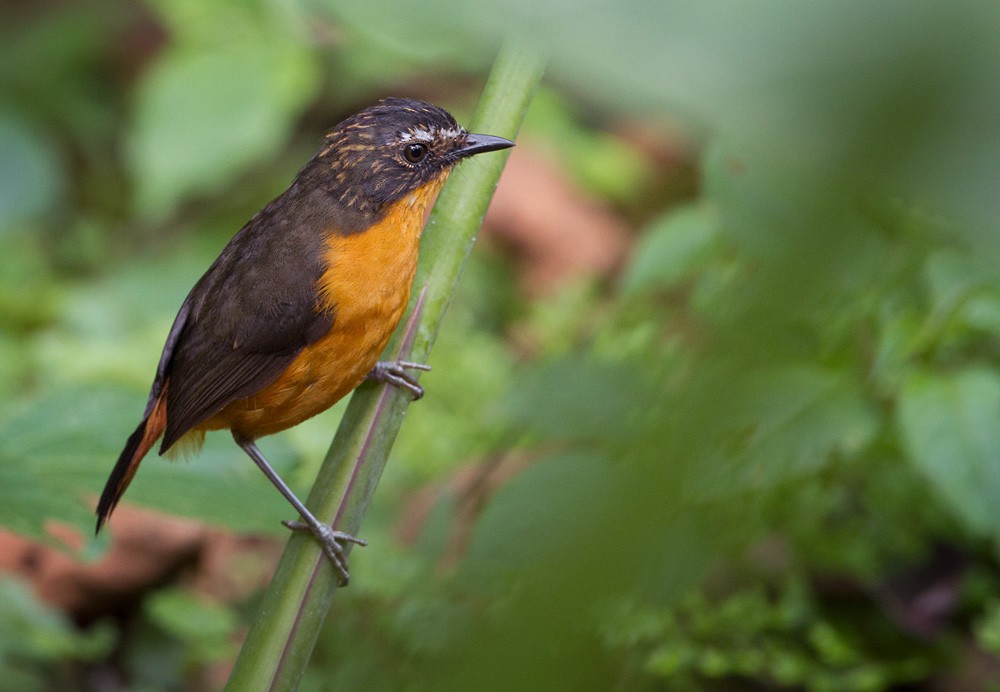 Mountain Robin-Chat (Mountain) - Lars Petersson | My World of Bird Photography