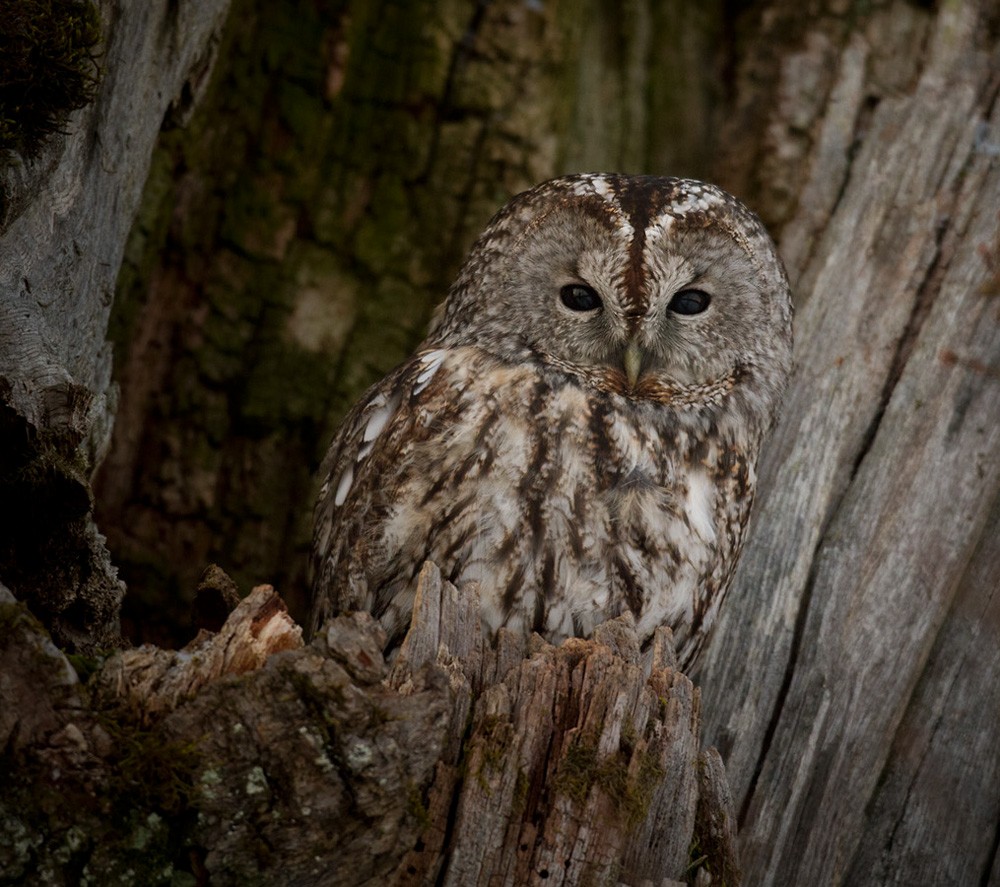 Tawny Owl - ML206029661