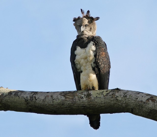 American Harpy Eagle Vulture Bird Iron on Patch Harpia Harpyja