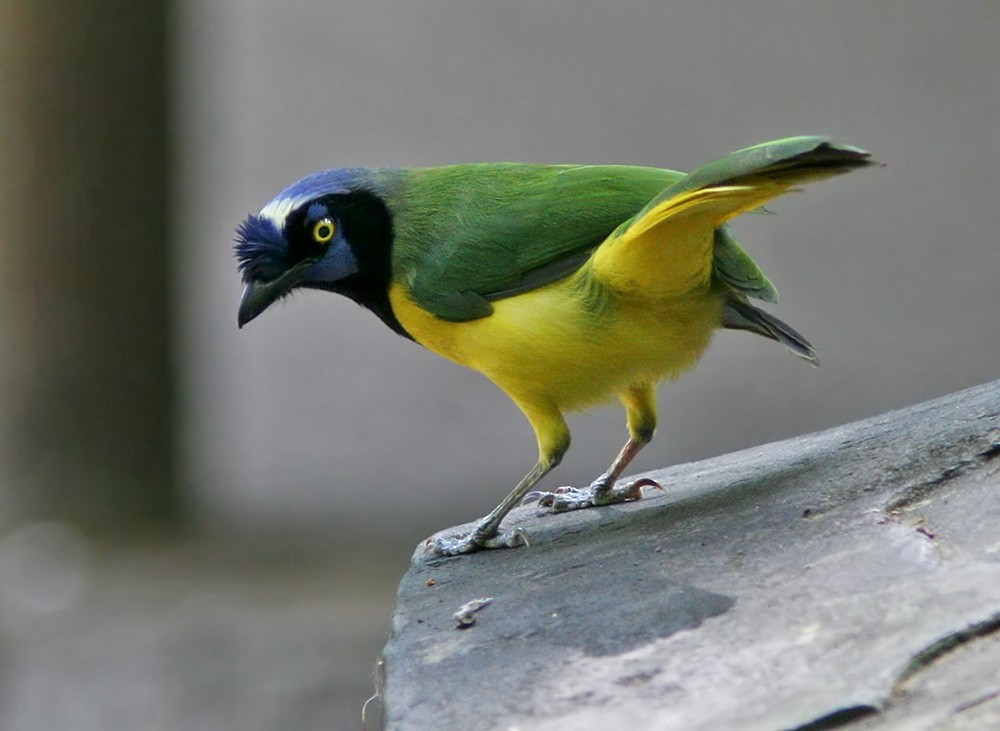 Green Jay (Inca) - Lars Petersson | My World of Bird Photography