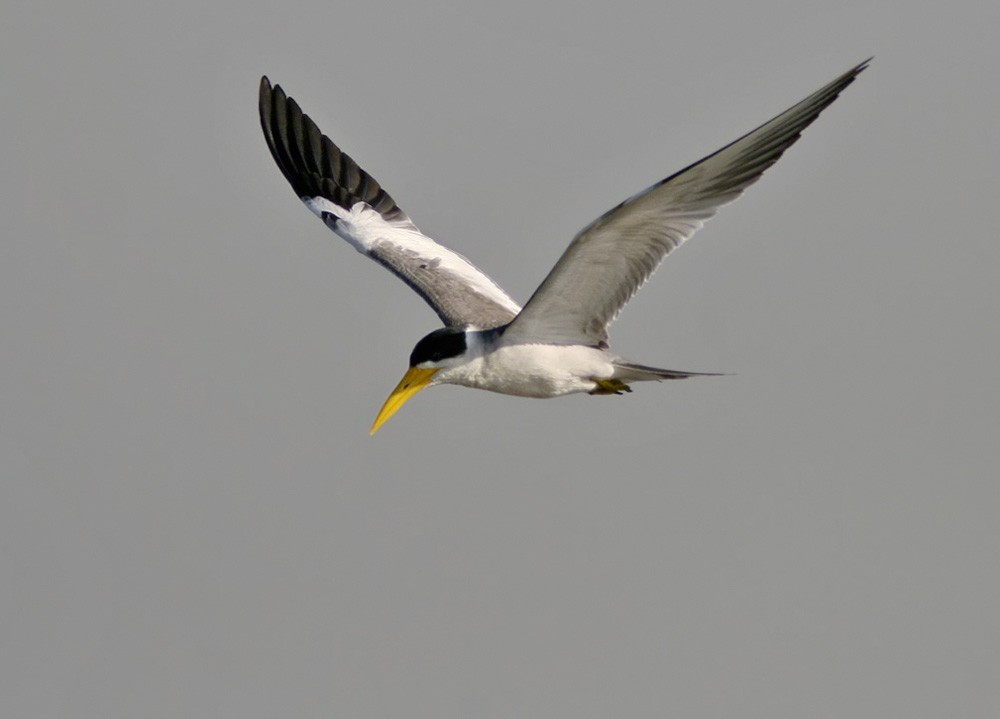 Large-billed Tern - Lars Petersson | My World of Bird Photography