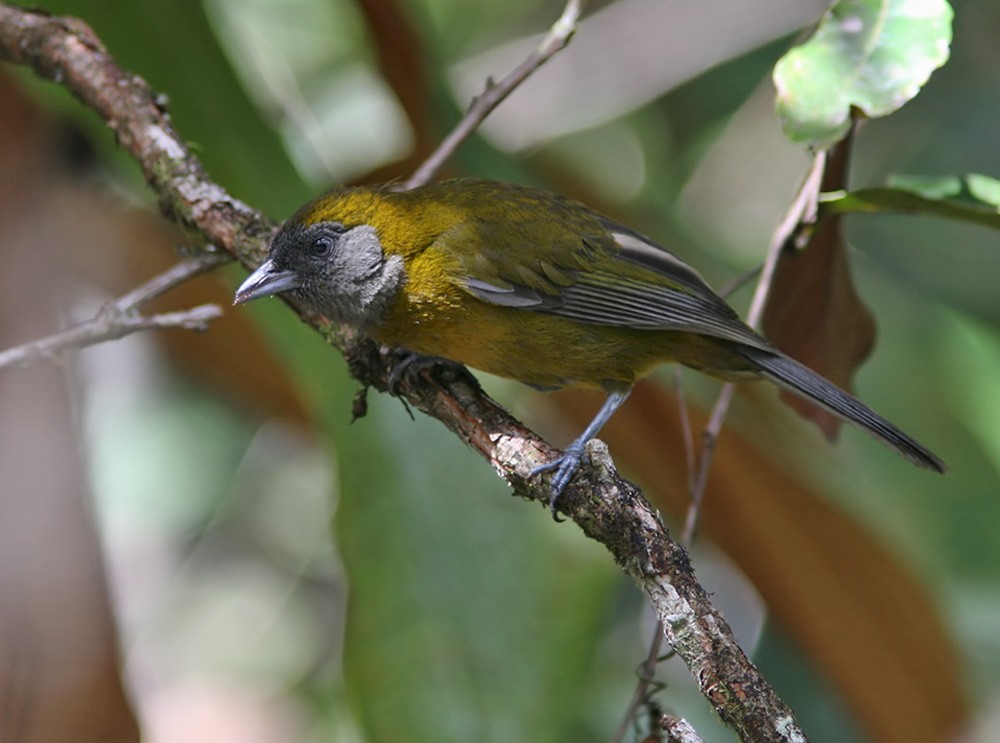 Olive-backed Tanager - Lars Petersson | My World of Bird Photography