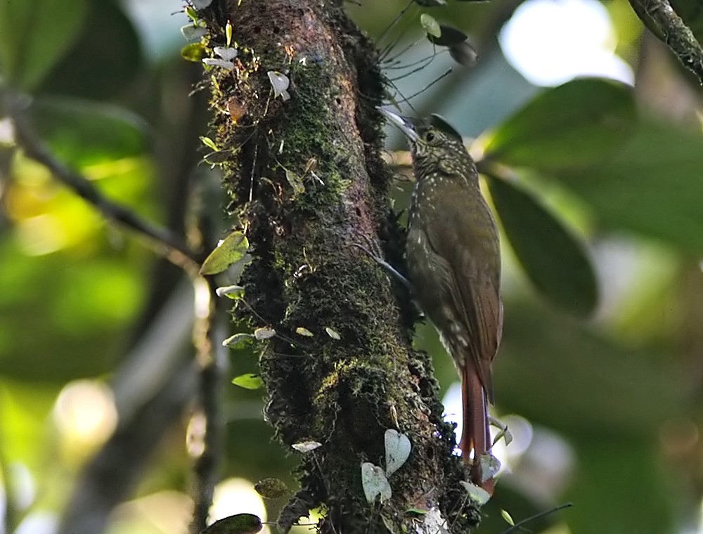 Olive-backed Woodcreeper - Lars Petersson | My World of Bird Photography
